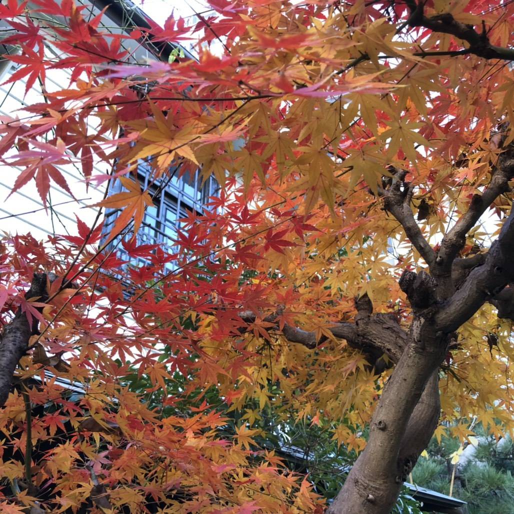 真冬の紅葉と大掃除