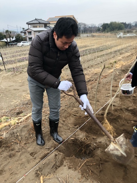 日本の絹を守るため、桑の苗木を植樹いたしました