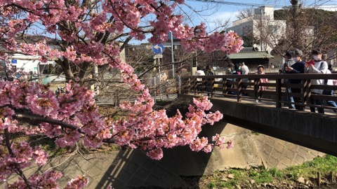 松戸の河津桜まつり