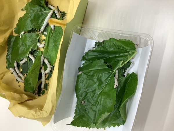 お蚕様養蚕中
