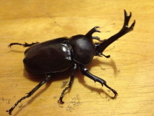 着付教室9月開講案内のページを更新しました